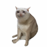 $CASHCAT